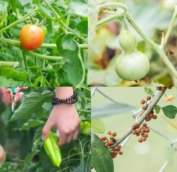 10 tháng tự làm mọi việc, cô gái 19 tuổi biến nhà hoang thành nhà vườn đẹp không tin nổi - 15