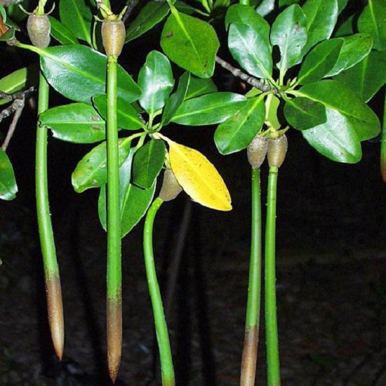 Kỳ lạ loài cây duy nhất ở Việt Nam có khả năng đặc biệt: Sinh và nuôi amp;#34;con” - 5