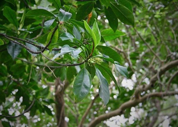 Kỳ lạ loài cây duy nhất ở Việt Nam có khả năng đặc biệt: Sinh và nuôi amp;#34;con” - 4
