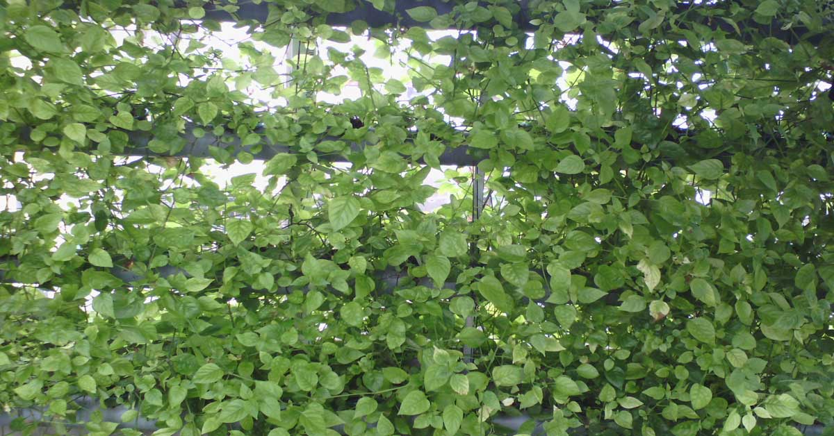 Bí kíp trồng rau ngót bằng cành tại nhà hiệu quả 100  Agrivn