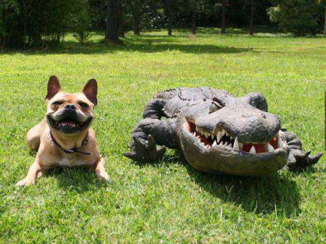 Chú chó hóa trang thành cá sấu để dọa người đi đường