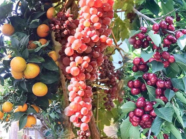 Khu vườn 300m² sai trĩu cherry, nho, cam,... đáng ngưỡng mộ của mẹ Việt ở Mỹ