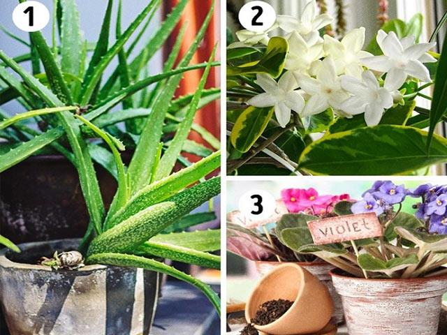 15 loại cây cảnh lọc bụi, lọc khí độc, bức xạ tốt nhất mà nhà nào cũng nên trồng