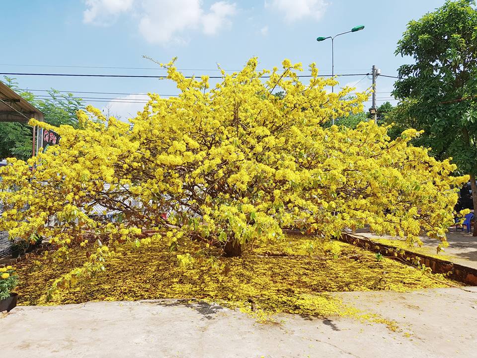 Sửng sốt trước vẻ rực rỡ choáng ngợp của cây hoa mai vàng khổng lồ ở Đồng  Nai