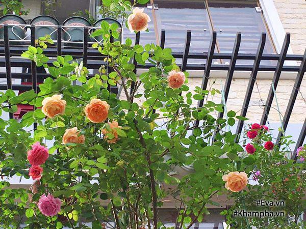 Một vườn hoa hồng trên sân thượng sẽ trở thành một miền đất hứa cho những tín đồ yêu hoa. Với hàng loạt các loại hoa hồng đủ màu sắc, vườn hoa trên sân thượng đẹp như công viên sẽ như một món quà thiên nhiên dành tặng cho bạn.