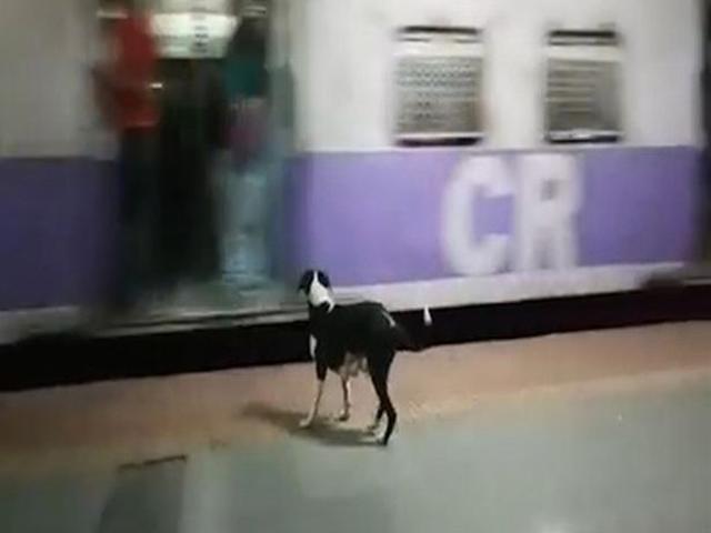Câu chuyện cảm động về chú chó cứ 23h đêm lại ra ga tàu làm một điều lạ lùng