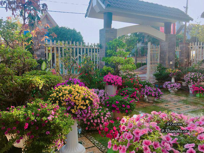 Vườn hoa dạ yến thảo rực sắc trước sân nhà của bà mẹ xứ Huế mộng mơ