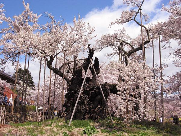 Cây Anh Đào Khổng Lồ Đẹp Nhất Thế Giới, Được Xem Là Báu Vật Của Nhật Bản