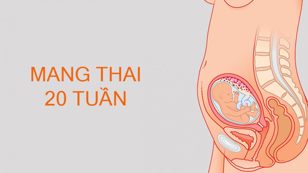 Thai nhi 20 tuần, vì sao mẹ nên đi siêu âm?