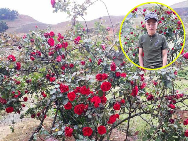 Câu chuyện buồn của cậu bé chăm cây hồng quý 10 năm, bị kẻ xấu vào tận sân đào trộm