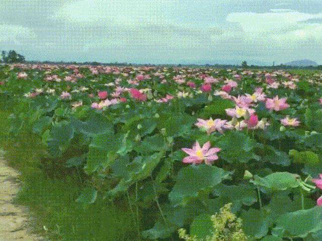 Choáng ngợp trước cánh đồng hoa sen siêu khủng nở rộ rực rỡ, dài rộng ngợp trời ở An Giang