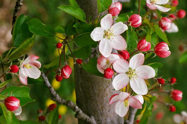 Quyến rũ đế vương bằng mùi thơm, đây chính là bí kíp của các đại mỹ nhân Trung Hoa