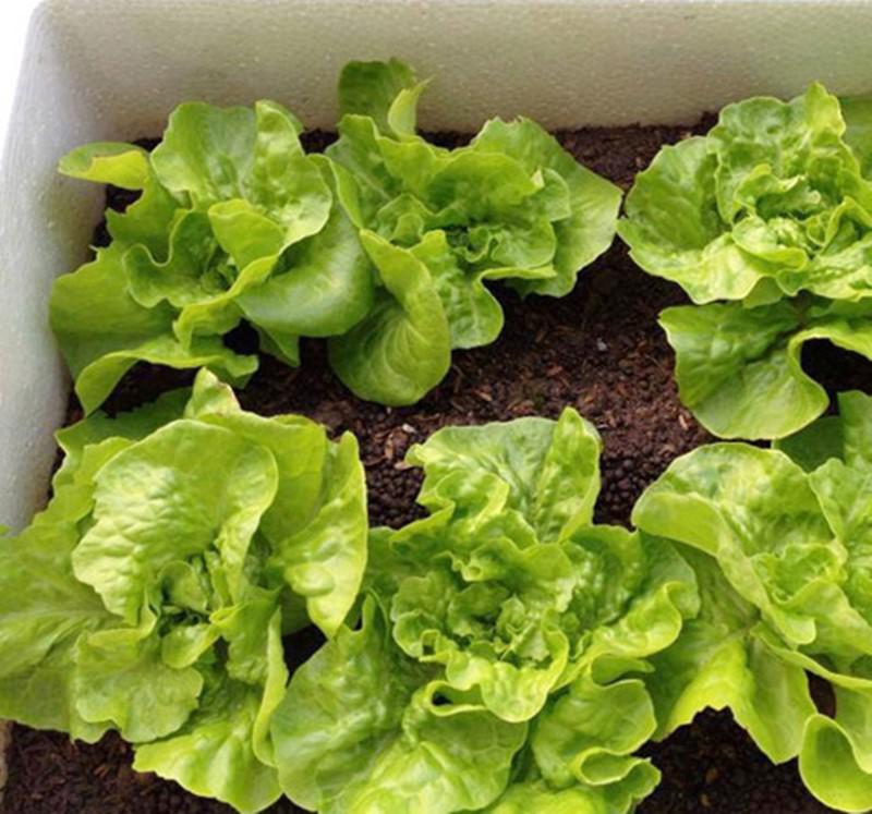 This is how I turn an old styrofoam box into a 'barn' to grow salads, eat all year round - 4