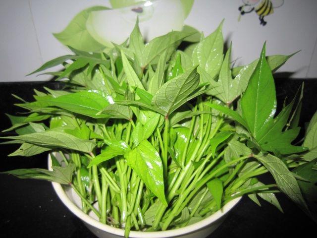 Lá khoai lang được mệnh danh là món ăn trường thọ hàng đầu, nó có ...