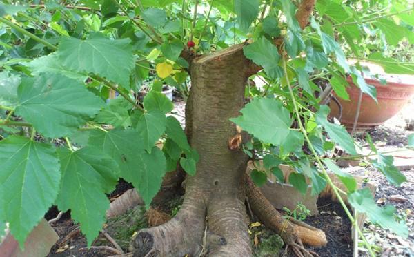 7 loại cây xui xẻo tuyệt đối không trồng trong vườn nhà kẻo dính ‘âm khí’ - 1