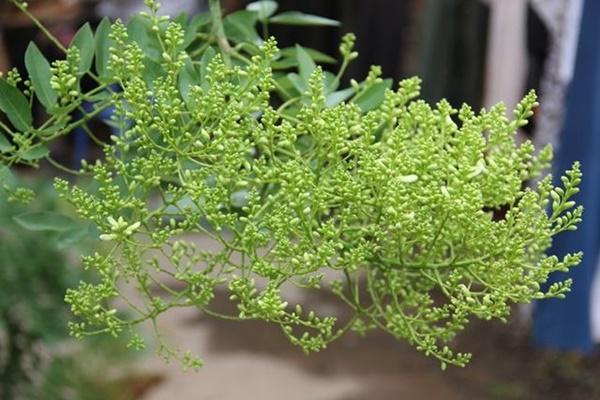 7 loại cây xui xẻo tuyệt đối không trồng trong vườn nhà kẻo dính ‘âm khí’ - 3