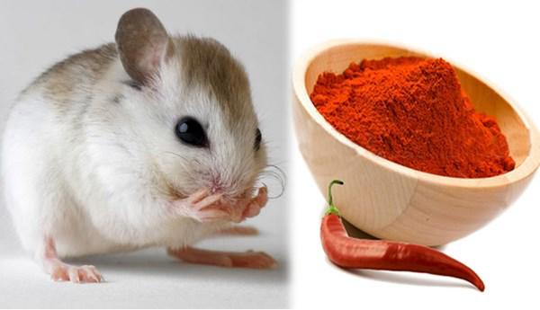 Cách đuổi chuột bằng bột ớt và bột quế hiệu quả bất ngờ