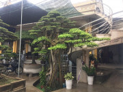 Chiêm ngưỡng vũ điệu “công múa, hạc chầu” được đại gia mê mẩn trả giá hơn 2 tỷ đồng Chiêm ngưỡng vũ điệu “công múa, hạc chầu” được đại gia mê mẩn trả giá hơn 2 tỷ đồng