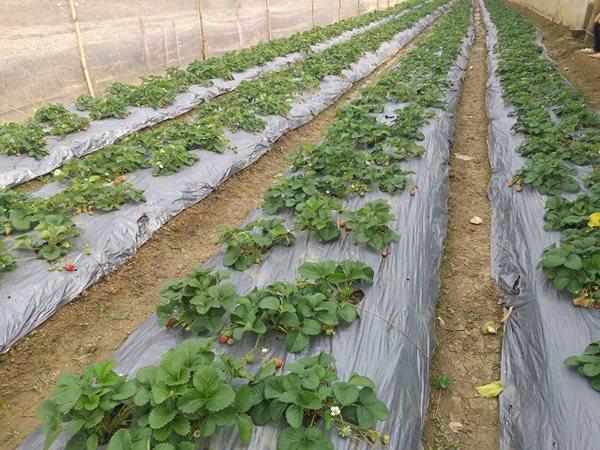 Bí quyết trồng dâu tây hiệu quả nhất  Nextfarm
