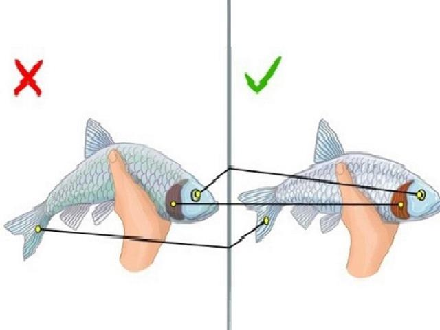 Muốn chọn cá tươi ngon chỉ cần nhìn 6 điểm này