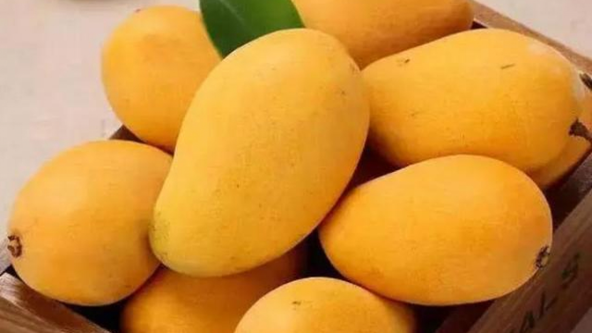 Đi mua xoài chín, thấy 3 dấu hiệu này tốt nhất nên tránh xa kẻo phí tiền Đi Mua Xoài Chín, Thấy 3 Dấu Hiệu Này Tốt Nhất Nên Tránh Xa Kẻo Phí Tiền