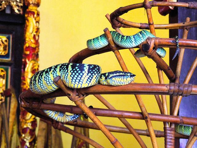 Ghé thăm ngôi đền toàn rắn độc bò lổm ngổm trên đầu du khách