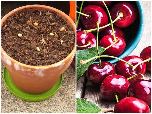 5 loại cây ăn quả trồng từ hạt siêu dễ, ai cũng nên trồng 1 cây trong nhà