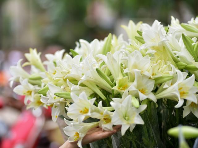 Gần Tết, chị em đi chợ mua hoa cẩn thận 7 loại hoa đẹp nhưng chứa chất độc nguy hiểm