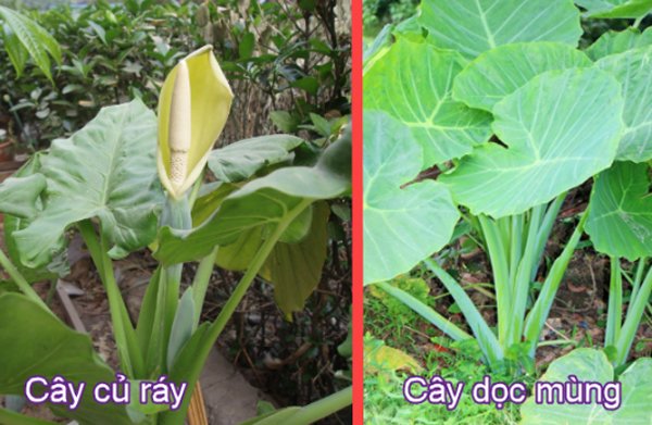 Củ ráy có tác dụng gì, đặc điểm ra sao?