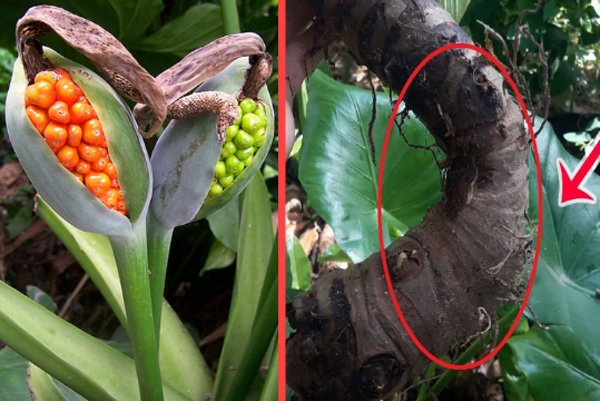 Củ ráy có tác dụng gì, đặc điểm ra sao?