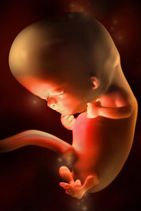 Как выглядит ребенок в животе в 10 недель фото
