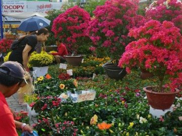Những loại hoa Tết người Sài Gòn thường mua để mang lại tài lộc, may mắn cả năm