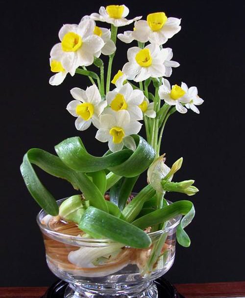 Hoa thủy tiên - loài hoa đẹp người đẹp cả ý nghĩa