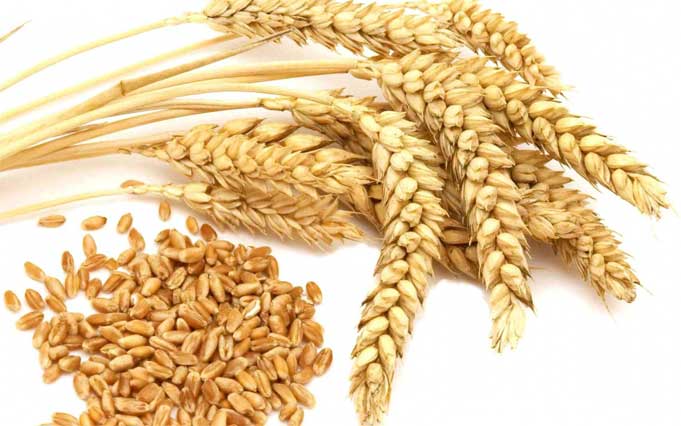 Sinh tố lúa mạch có tác dụng đối với sức khỏe và trong làm đẹp ? - 1