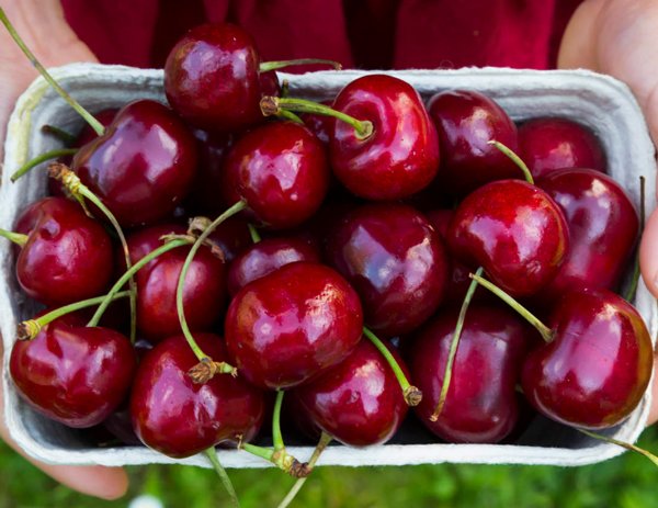 Quả cherry ngon bổ dưỡng giàu khoáng chất