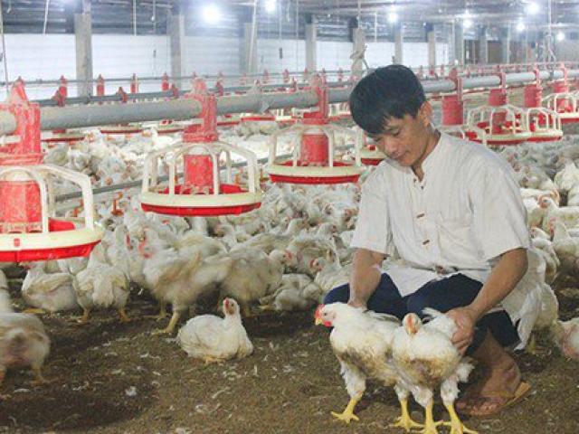 Loại gà thế giới thải bỏ, ở nước ta giá đắt ngang đặc sản