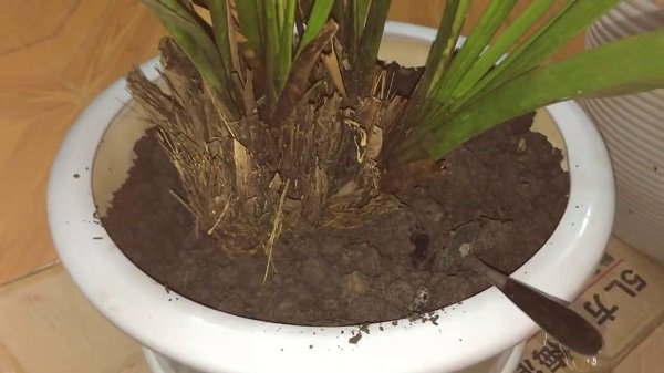Cách trồng địa lan đúng chuẩn, cho cây xanh tốt như dân chơi lan lâu năm - 4