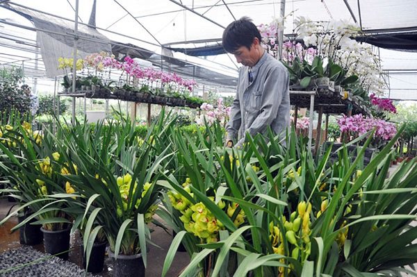 Cách trồng địa lan đúng chuẩn, cho cây xanh tốt như dân chơi lan lâu năm - 7