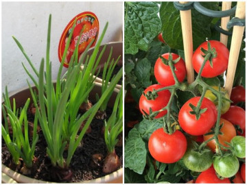 7 loại rau trồng trong nhà cũng sống, trồng 1 lần ăn quanh năm