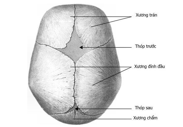 Xem thóp trẻ sơ sinh để biết con sinh ra phát triển khỏe mạnh hay không - 1