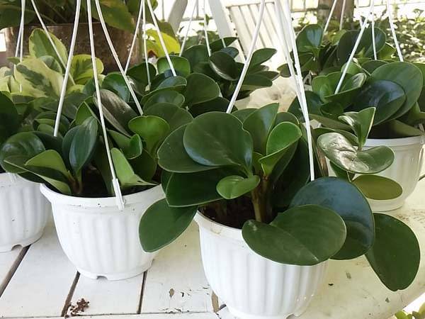 Ý nghĩa phong thủy và cách chăm sóc cây trường sinh - 3