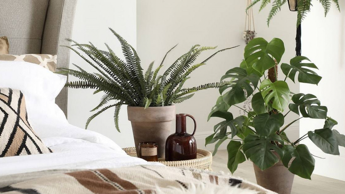 8 loại cây trồng trong phòng ngủ làm sáng bừng không gian, cải thiện giấc  ngủ
