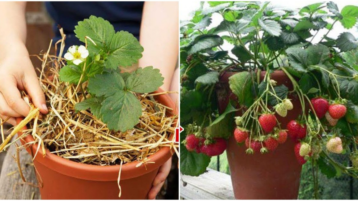 Cach Trồng Cay Dau Tay Trong Chậu đảm Bảo Lớn Nhanh Cho Trai ăn Quanh Năm