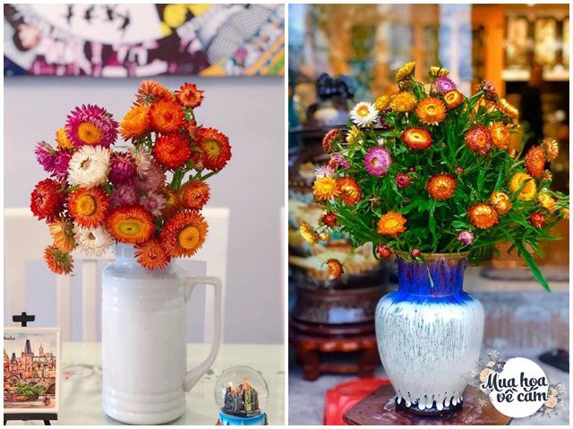 Mẹ Việt Trổ Tài Cắm Cúc Bất Tử Đơn Giản, 5 Phút Xong Ngay, Ai Ngắm Cũng Mê