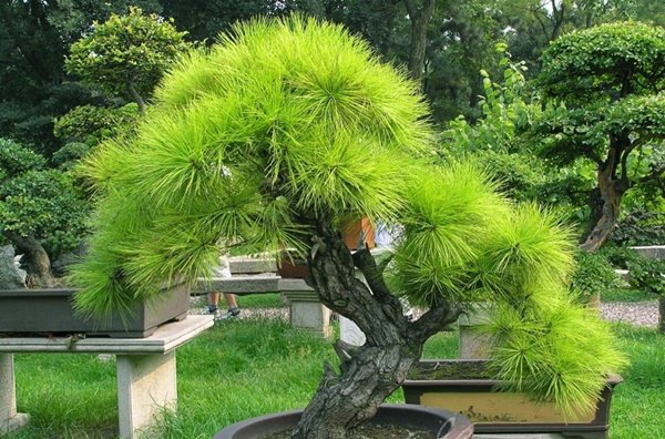 Những thế cây tuyển chọn từ 72 thế kiểng bonsai cho các nghệ nhân đam mê - 15