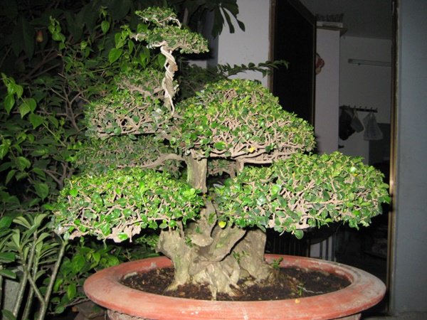 Những thế cây tuyển chọn từ 72 thế kiểng bonsai cho các nghệ nhân đam mê - 14