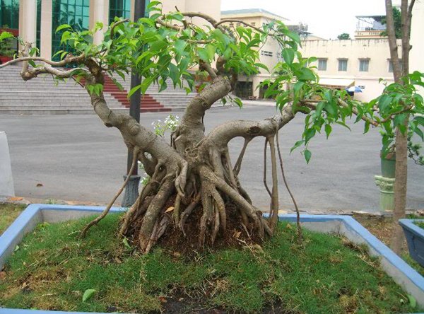 Những thế cây tuyển chọn từ 72 thế kiểng bonsai cho các nghệ nhân đam mê - 4