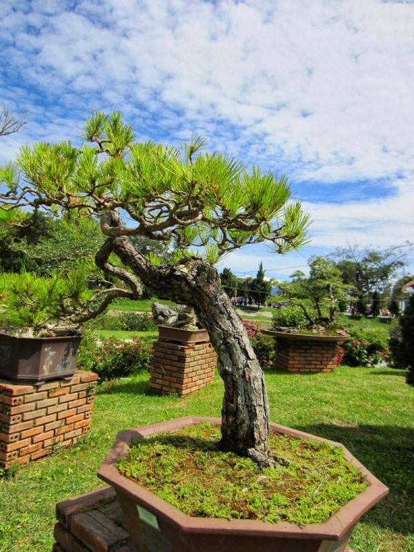 Những thế cây tuyển chọn từ 72 thế kiểng bonsai cho các nghệ nhân đam mê - 12