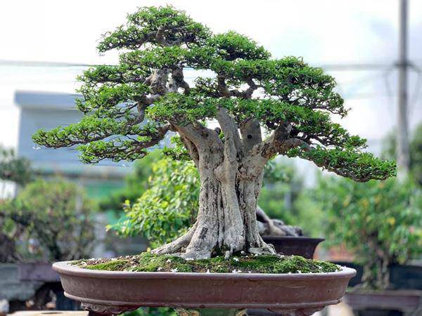 Những thế cây tuyển chọn từ 72 thế kiểng bonsai cho các nghệ nhân ...