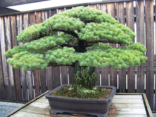 Những thế cây tuyển chọn từ 72 thế kiểng bonsai cho các nghệ nhân đam mê